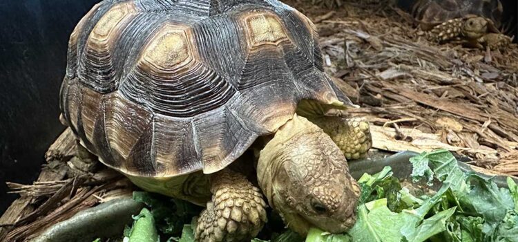 Are Tortoises Good Pets?