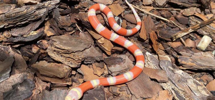 How much does a milk snake cost?