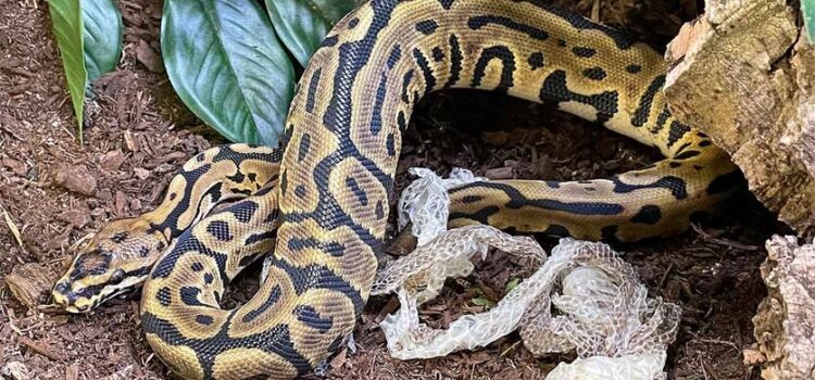 How often do ball pythons shed?