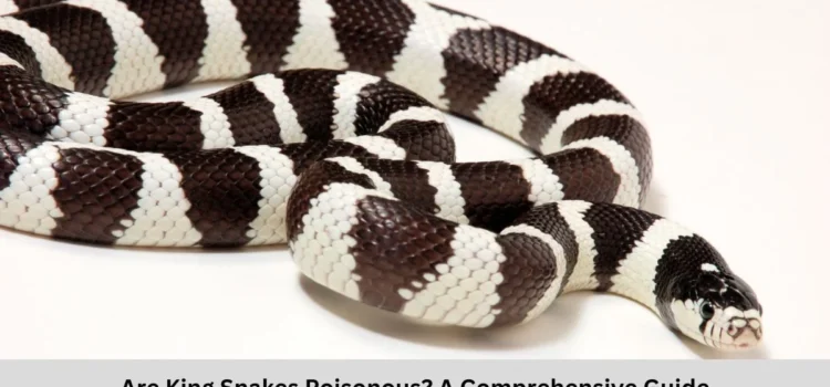 Are King Snakes Poisonous? A Comprehensive Guide