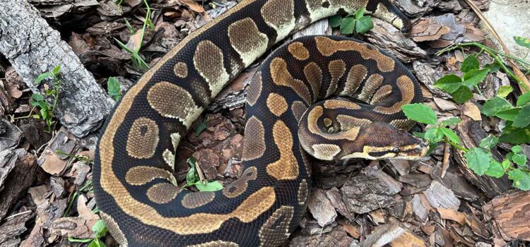 How Long Can Ball Pythons Go Without Eating?